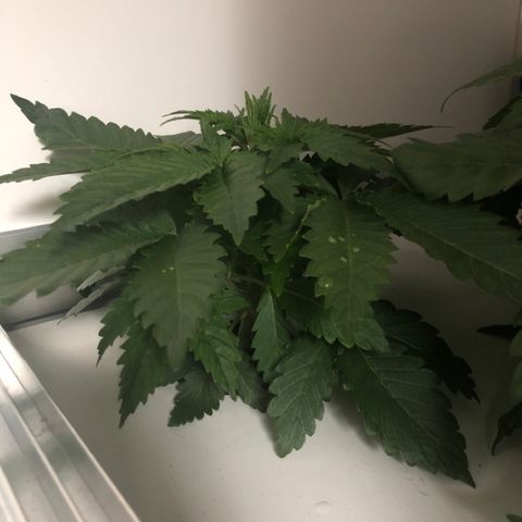 Skunk Kush #1 growlog timeline photo