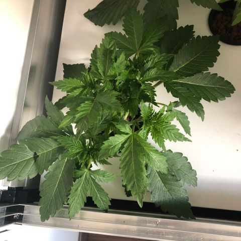Skunk Kush #1 growlog timeline photo