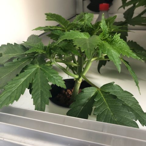 Skunk Kush #1 growlog timeline photo