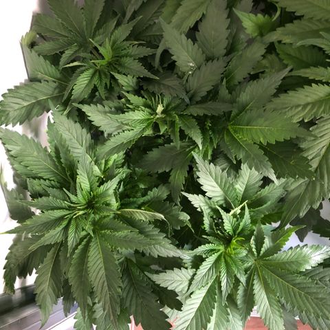 Skunk Kush #1 growlog timeline photo