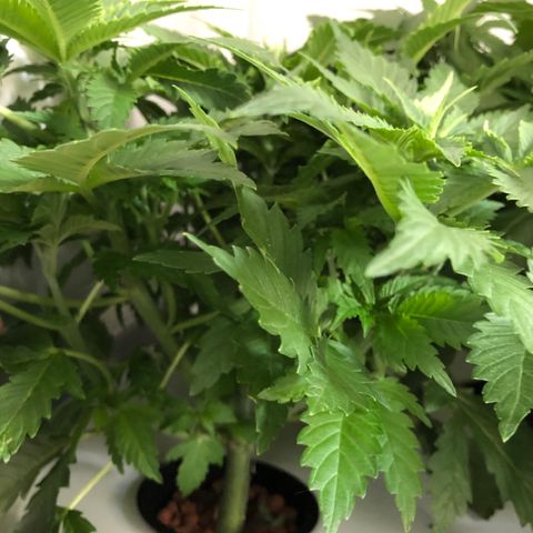 Skunk Kush #1 growlog timeline photo