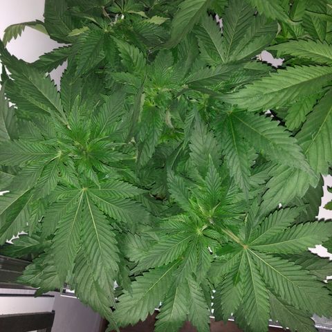 Skunk Kush #1 growlog timeline photo