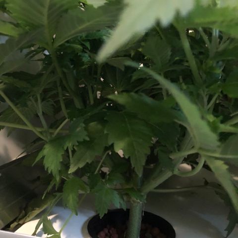 Skunk Kush #1 growlog timeline photo