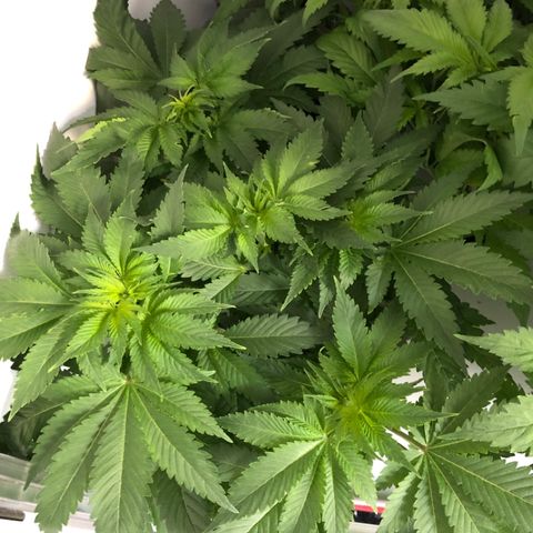Skunk Kush #1 growlog timeline photo