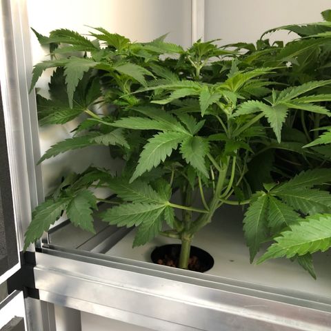 Skunk Kush #1 growlog timeline photo