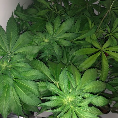 Skunk Kush #1 growlog timeline photo
