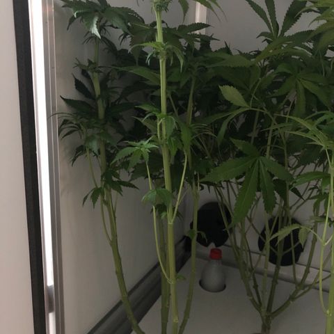 Skunk Kush #1 growlog timeline photo