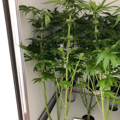 Skunk Kush #1 growlog timeline photo
