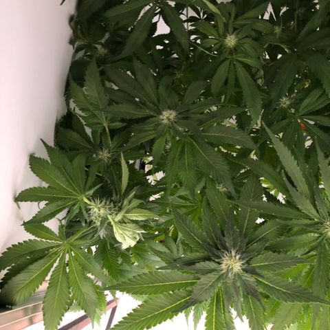 Skunk Kush #1 growlog timeline photo