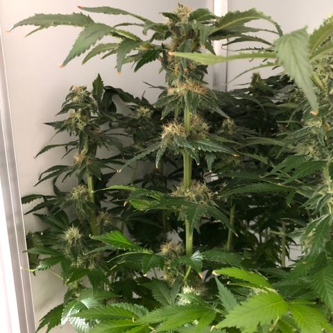 Skunk Kush #1 growlog timeline photo