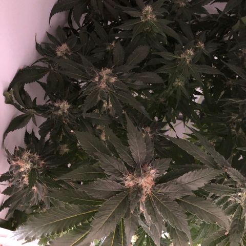 Skunk Kush #1 growlog timeline photo
