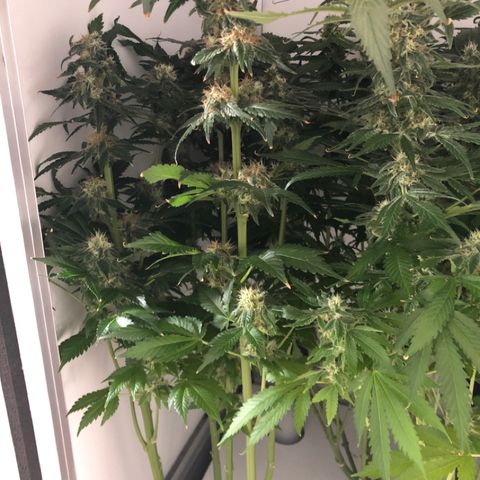 Skunk Kush #1 growlog timeline photo