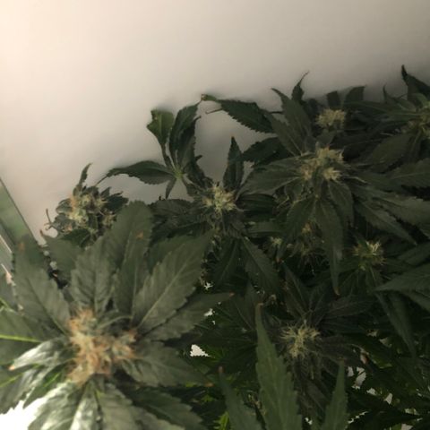 Skunk Kush #1 growlog timeline photo