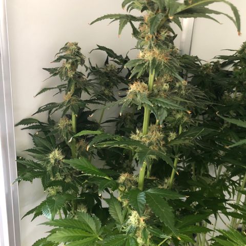 Skunk Kush #1 growlog timeline photo