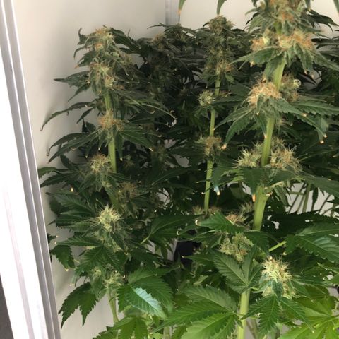 Skunk Kush #1 growlog timeline photo