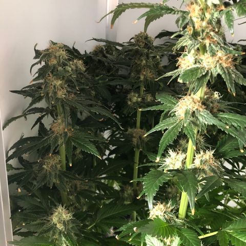 Skunk Kush #1 growlog timeline photo