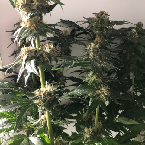 Skunk Kush #1 growlog timeline photo
