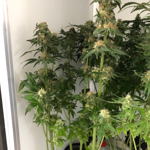 Skunk Kush #1 growlog timeline photo