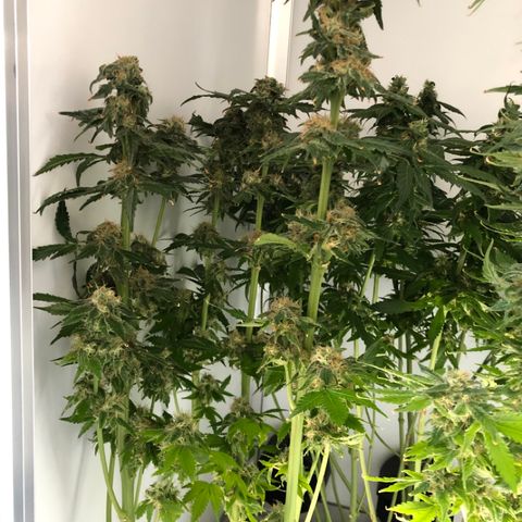 Skunk Kush #1 growlog timeline photo