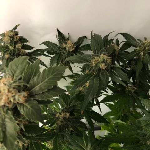 Skunk Kush #1 growlog timeline photo