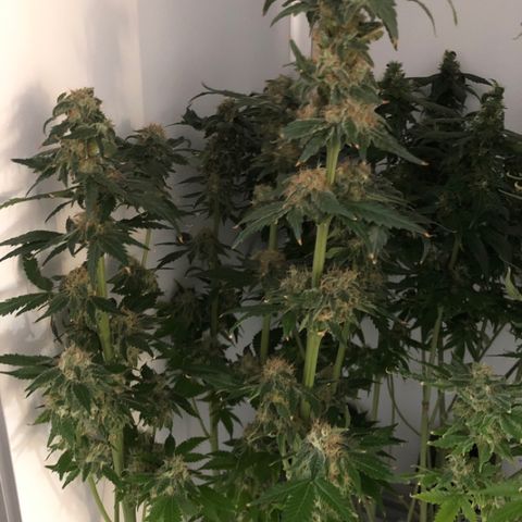 Skunk Kush #1 growlog timeline photo