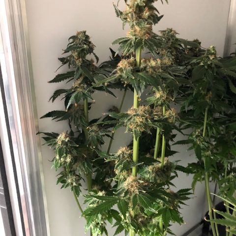 Skunk Kush #1 growlog timeline photo