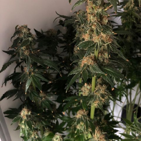 Skunk Kush #1 growlog timeline photo
