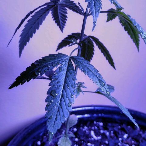 Forbidden Runtz growlog photo: 3 weeks from germination
