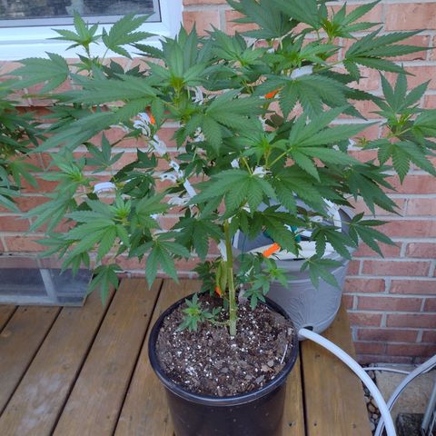 THC Bomb growlog timeline photo