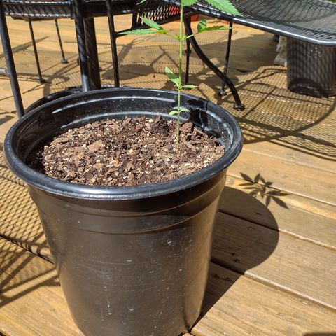 Forbidden Runtz growlog photo: 2 weeks from seed