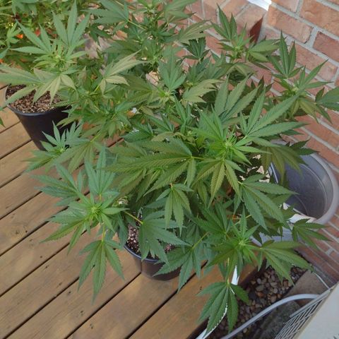 THC Bomb growlog photo: Full flower, week 11. Recovered well after heavy damage. Also, topped & LST trained. What a beauty.