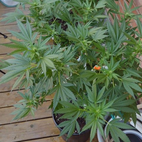 THC Bomb growlog timeline photo