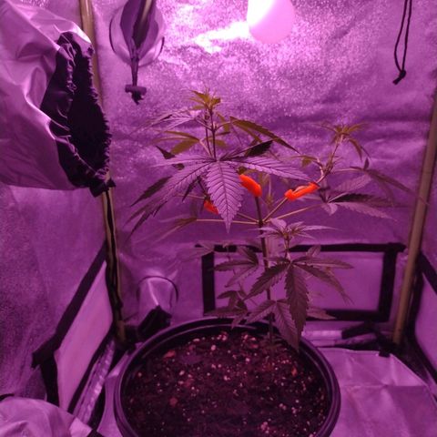 Forbidden Runtz growlog timeline photo