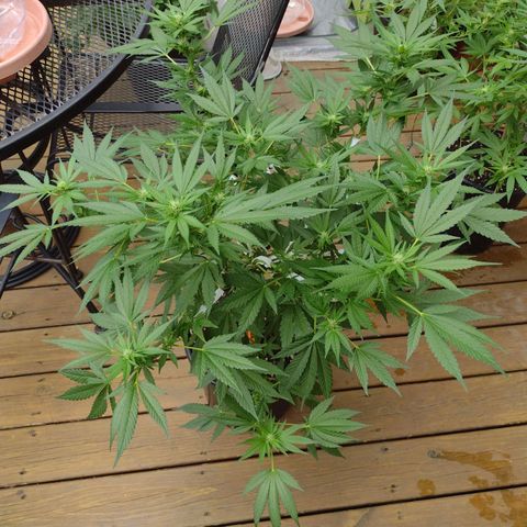 THC Bomb growlog timeline photo