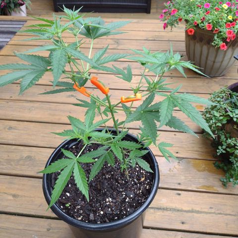 Forbidden Runtz growlog timeline photo