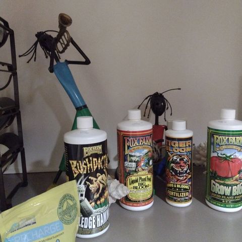 Forbidden Runtz growlog timeline photo