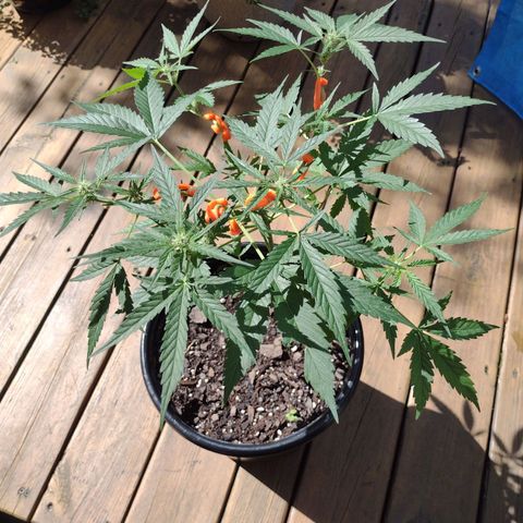 Forbidden Runtz growlog timeline photo