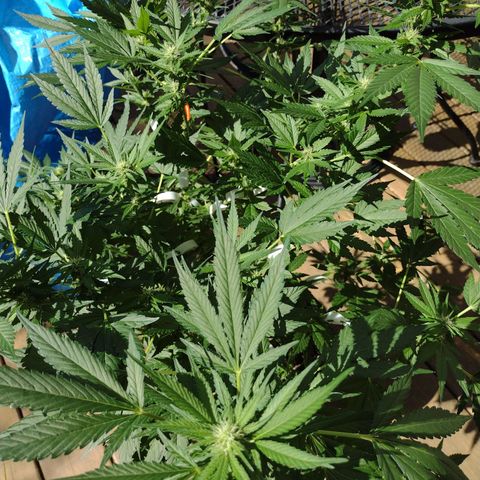 THC Bomb growlog timeline photo