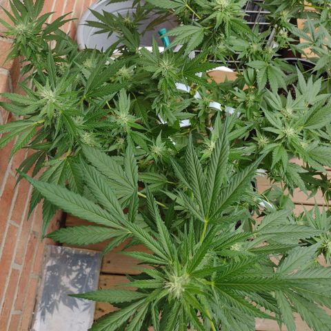 THC Bomb growlog timeline photo