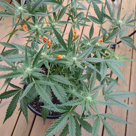 Forbidden Runtz growlog timeline photo
