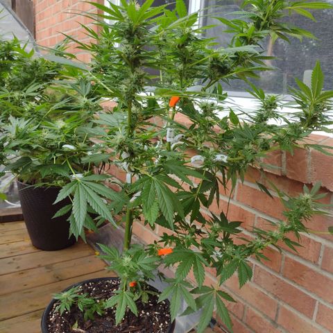 THC Bomb growlog timeline photo