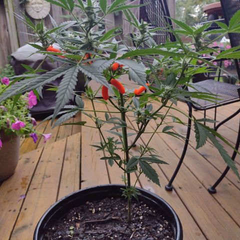 Forbidden Runtz growlog timeline photo