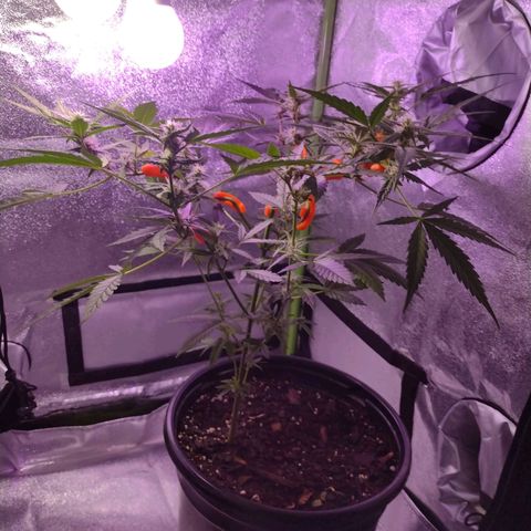 Forbidden Runtz growlog photo: 1st. 5 weeks, special light exposure. (Different light cycles, to the other plants in the greenhouse.)