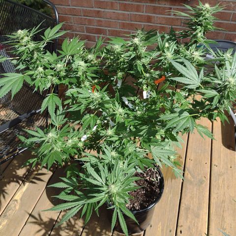 THC Bomb growlog timeline photo