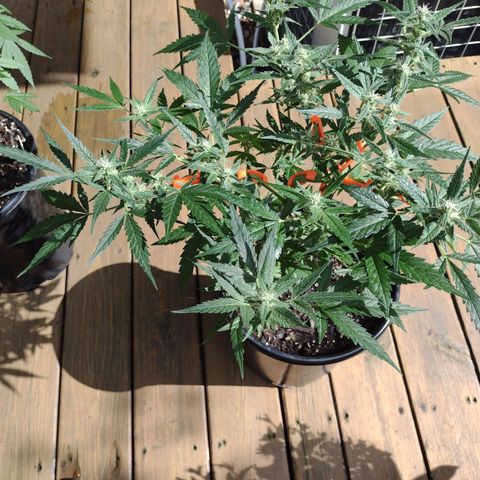 Forbidden Runtz growlog timeline photo