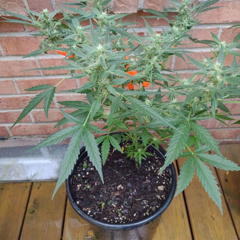 Forbidden Runtz growlog timeline photo
