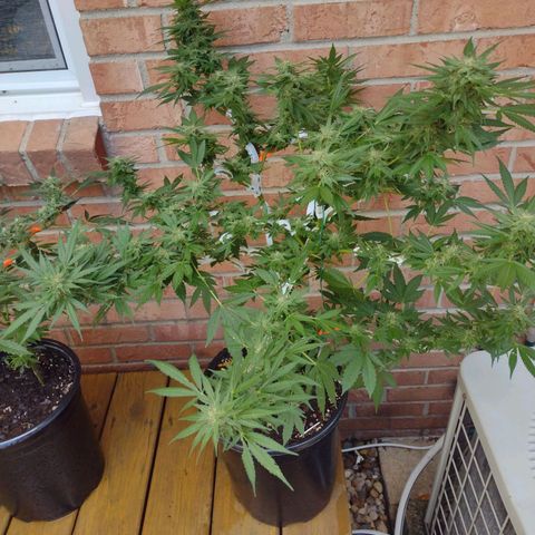 THC Bomb growlog timeline photo
