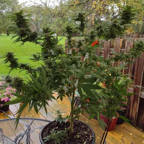 THC Bomb growlog photo: Harvest today.