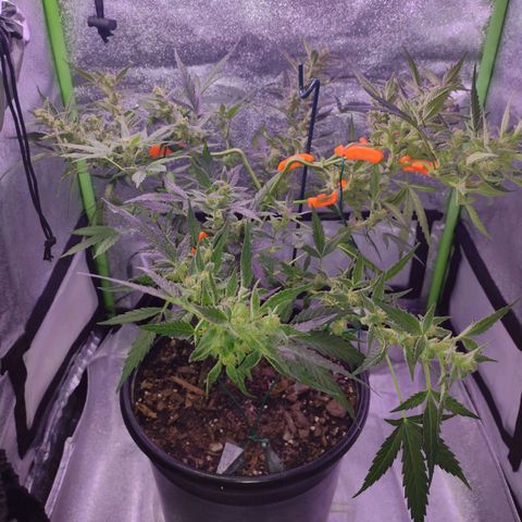 Forbidden Runtz growlog photo: Week 9 too cold for outside