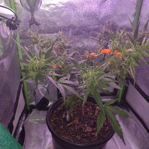 Forbidden Runtz growlog timeline photo